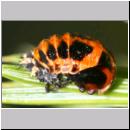 Marienkaeferpuppe - Harmonia axyridis 4b.jpg